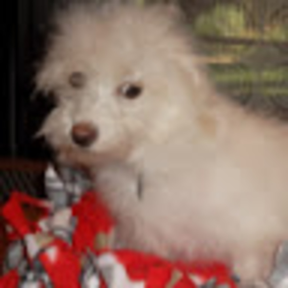 Meet your Posher, Ellen